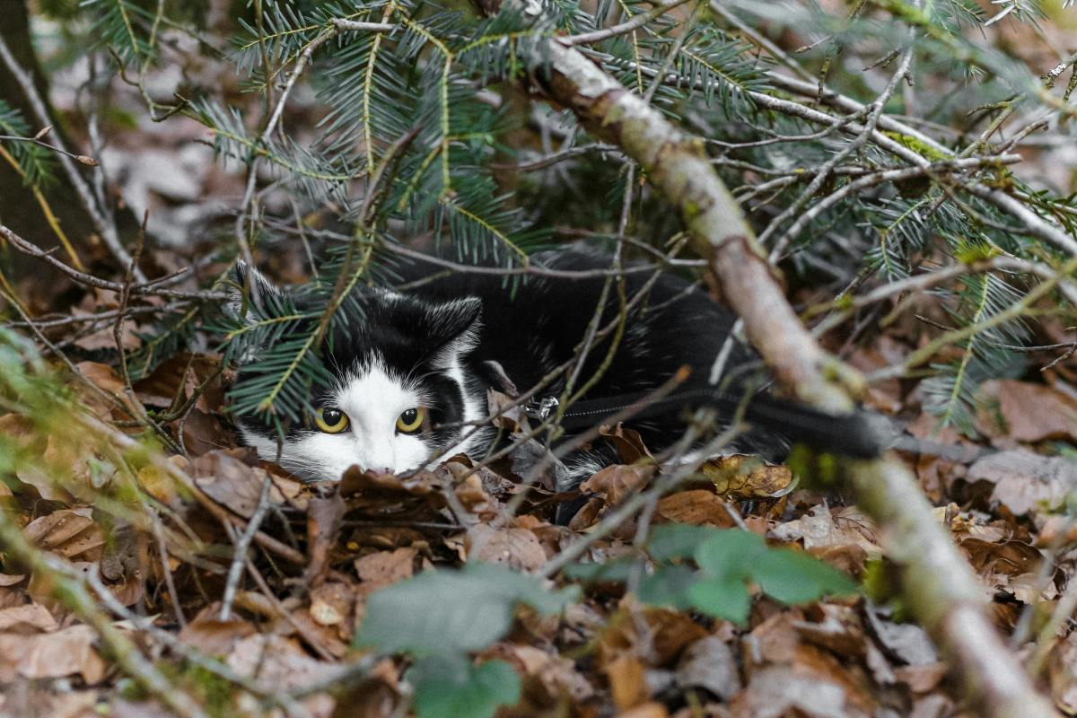 Black and white cat lying on brown dried leaves, Photo Credit: Pexels