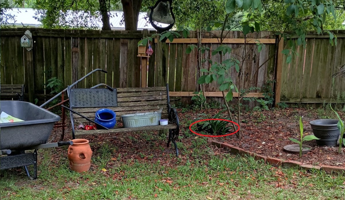 A black cat hiding in a yard, Photo Credit: Reddit
