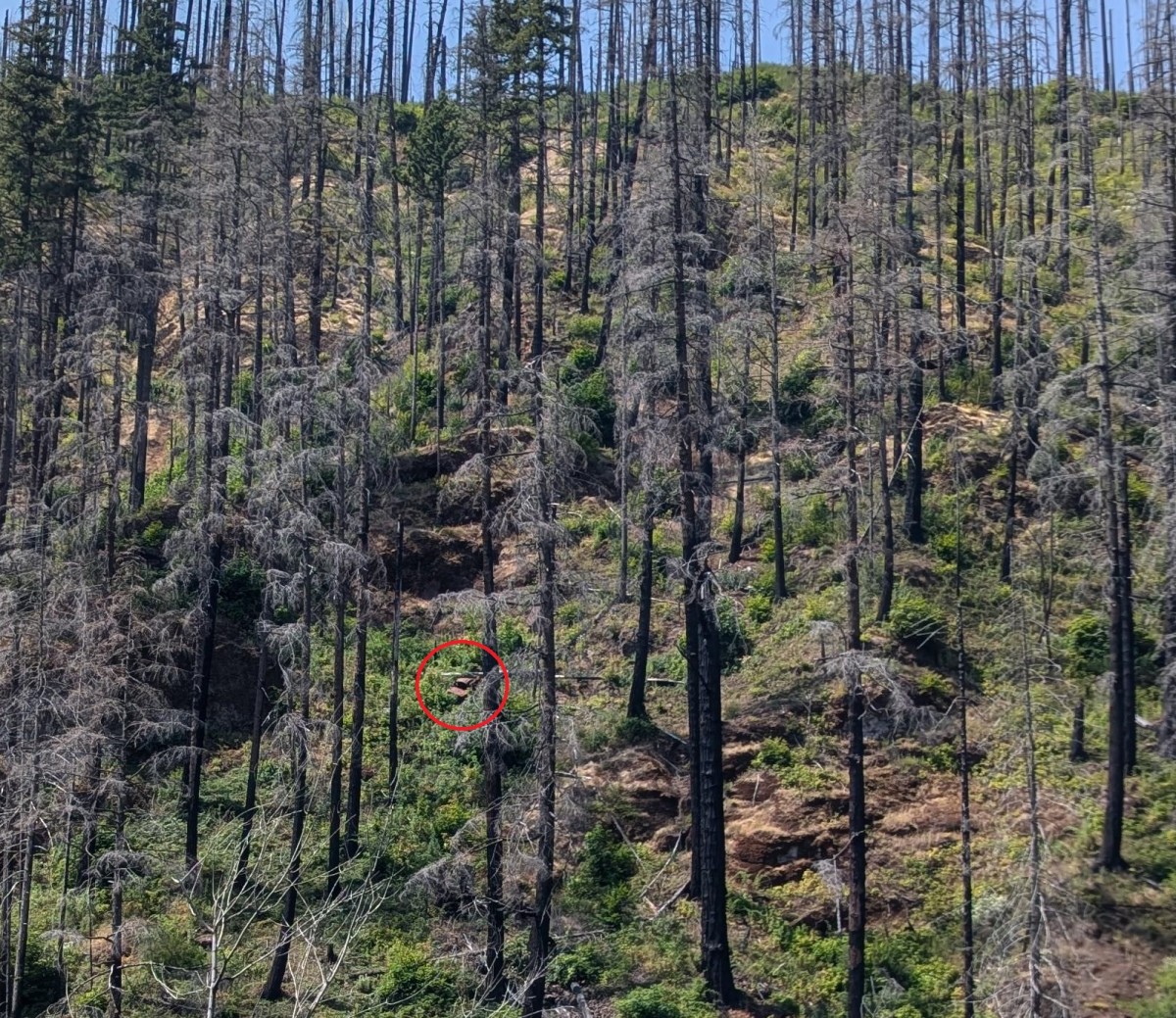 A hidden car in the woods, Photo Credit: Reddit