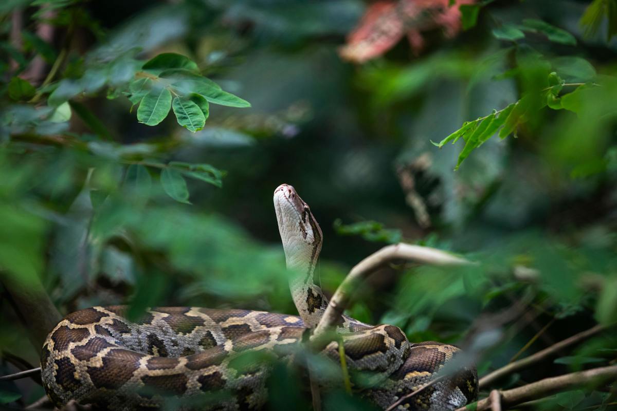 Intriguing Python Snake in Dense Jungle Foliage, Photo Credit: Pexels