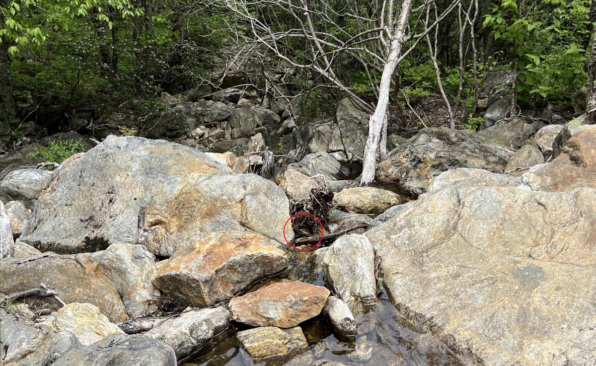  A camouflaged snake in a forest stream, Photo Credit: Reddit