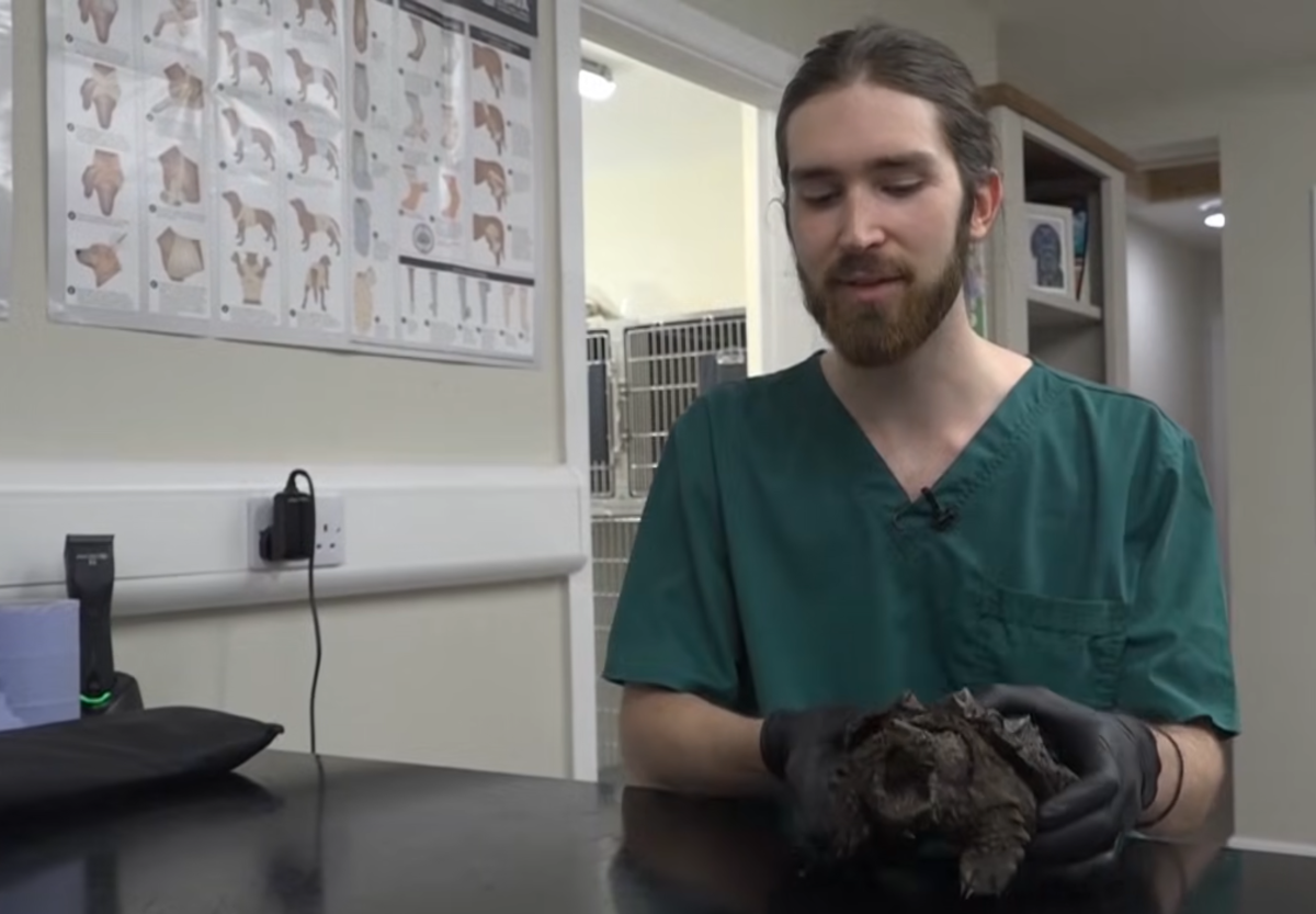 Dr. Dominic Moule holding an alligator snapping turtle, Photo Credit: Guardian News/Youtube