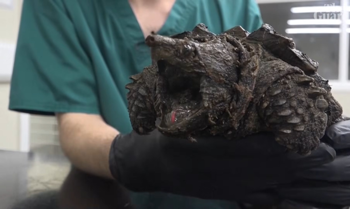 Close up shot of an alligator snapping turtle, Photo Credit: Guardian News/Youtube