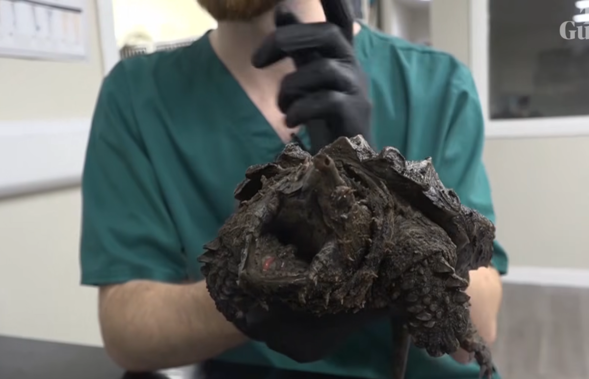 Close up shot of an alligator snapping turtle, Photo Credit: Guardian News/Youtube