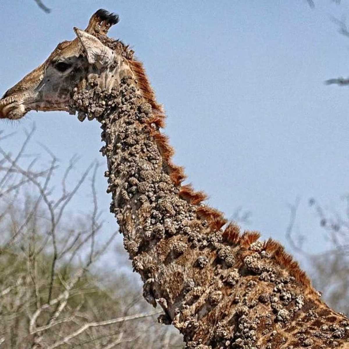 A giraffe's neck covered with wart-like lesions, Photo Credit: tariq_sarico/Instagram