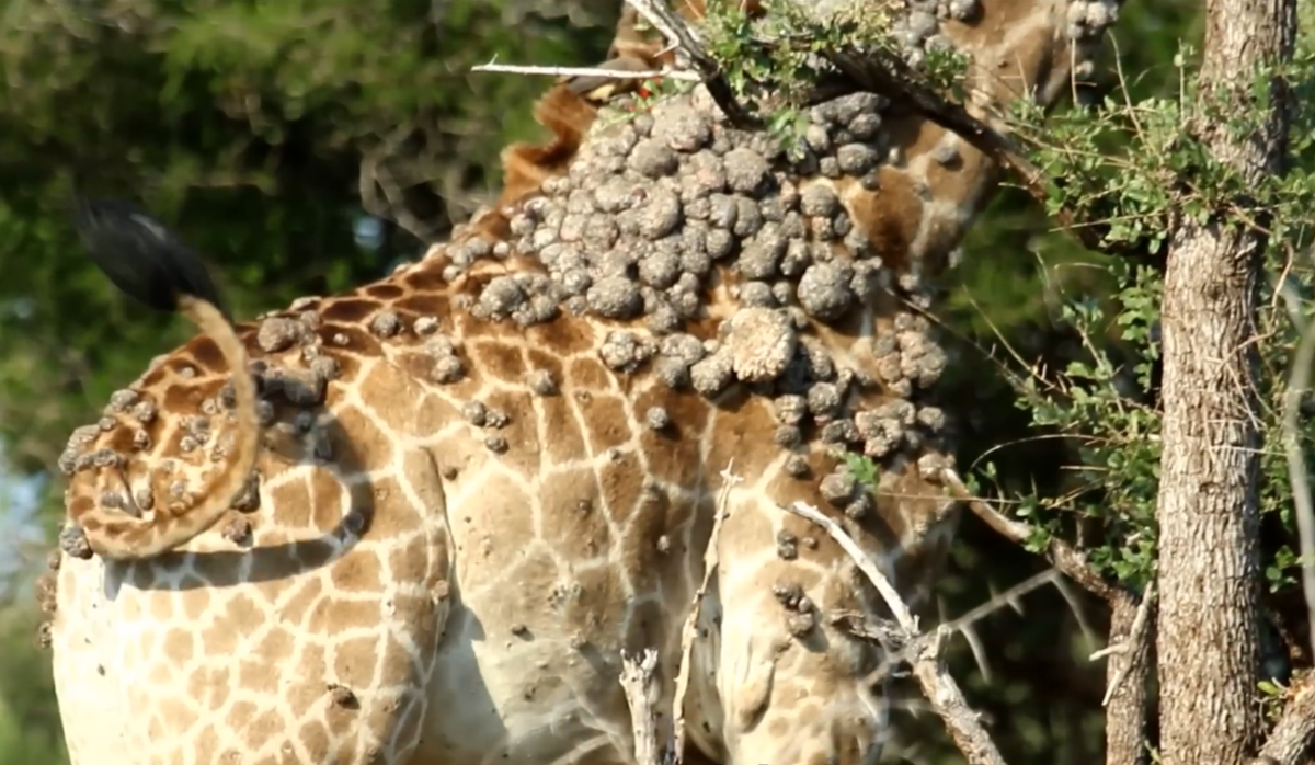 A giraffe's neck covered with wart-like lesions, Photo Credit: Liaan Lategan/Youtube