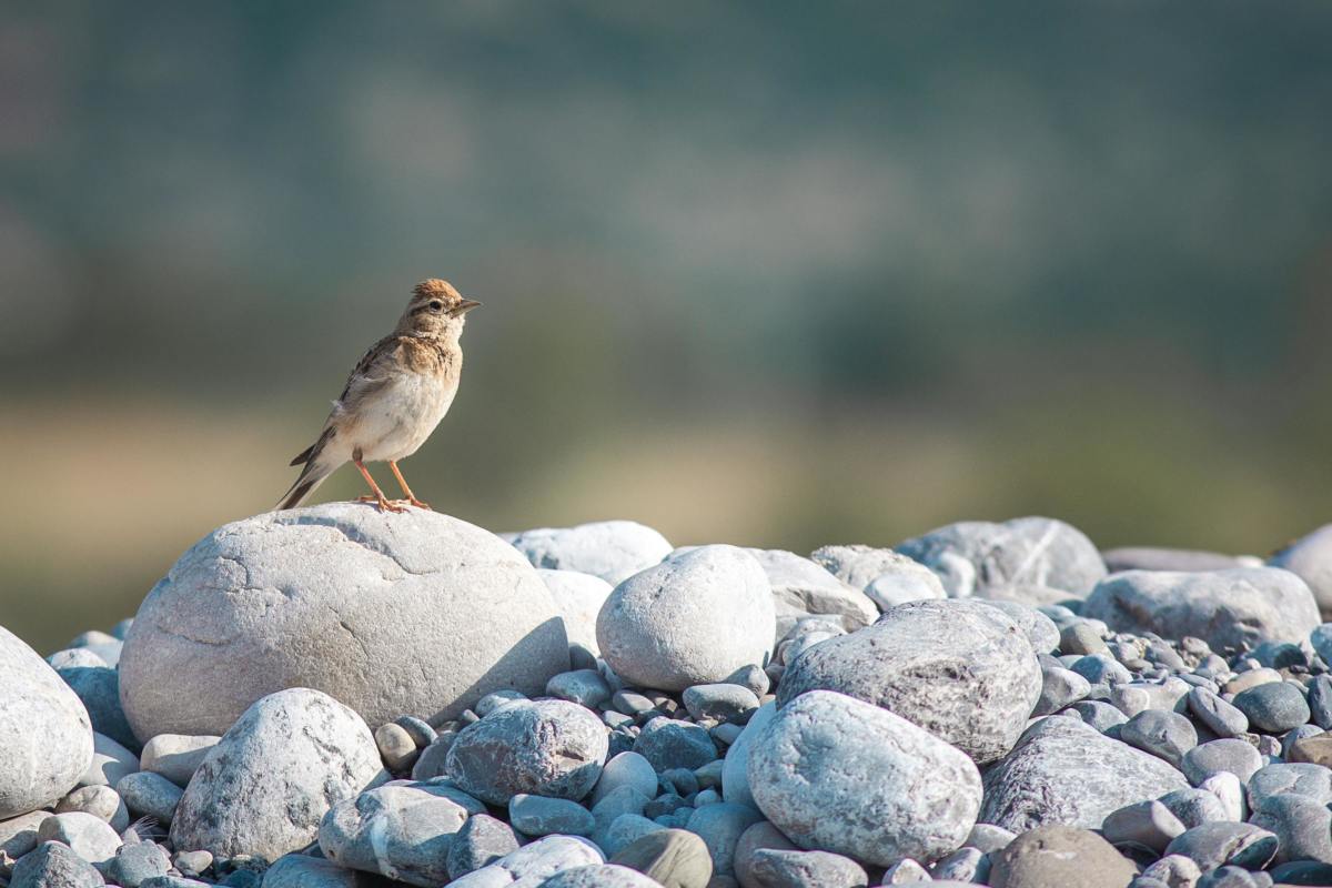 Greater Short-toed Lark bird in Nature, Photo Credit: Pexels