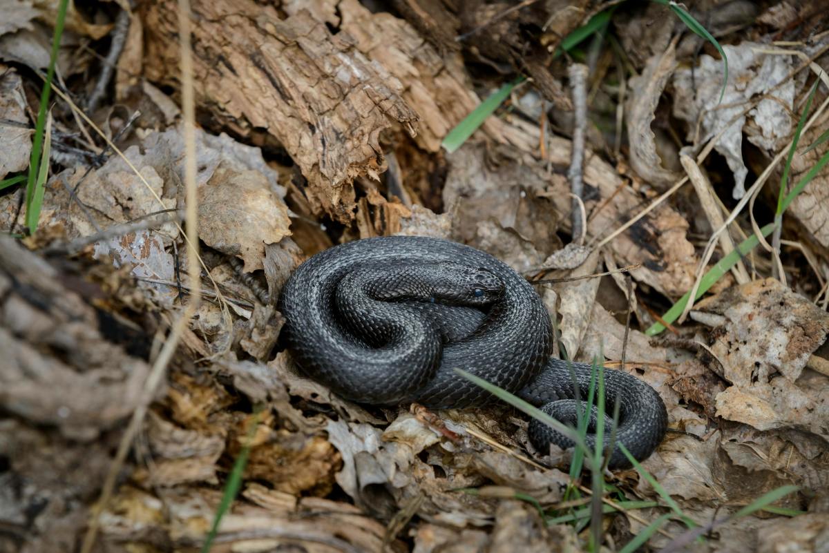 Close up of a Black Adder snake, Photo Credit: Pexels