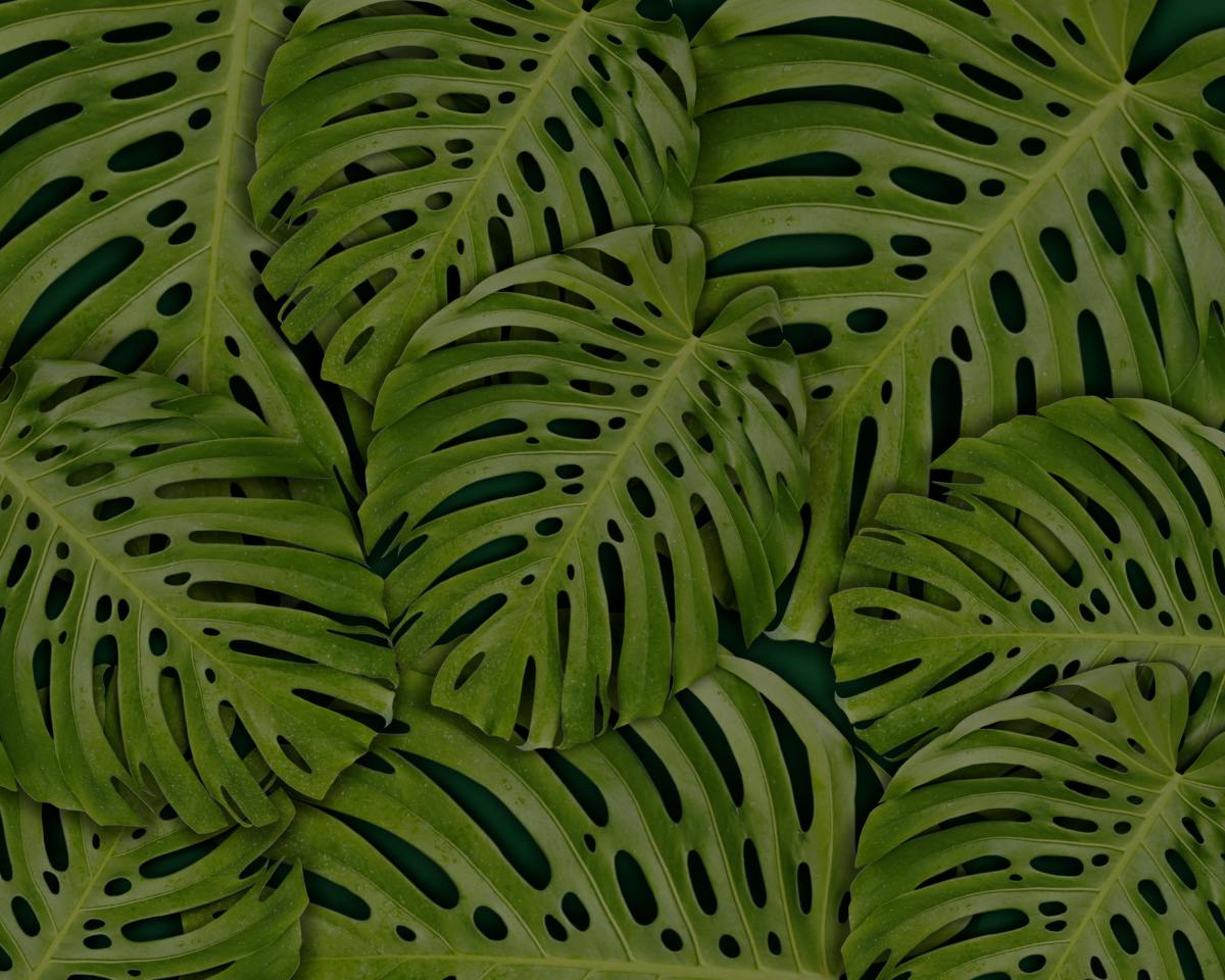 Monstera leaves, Photo Credit: Pexels