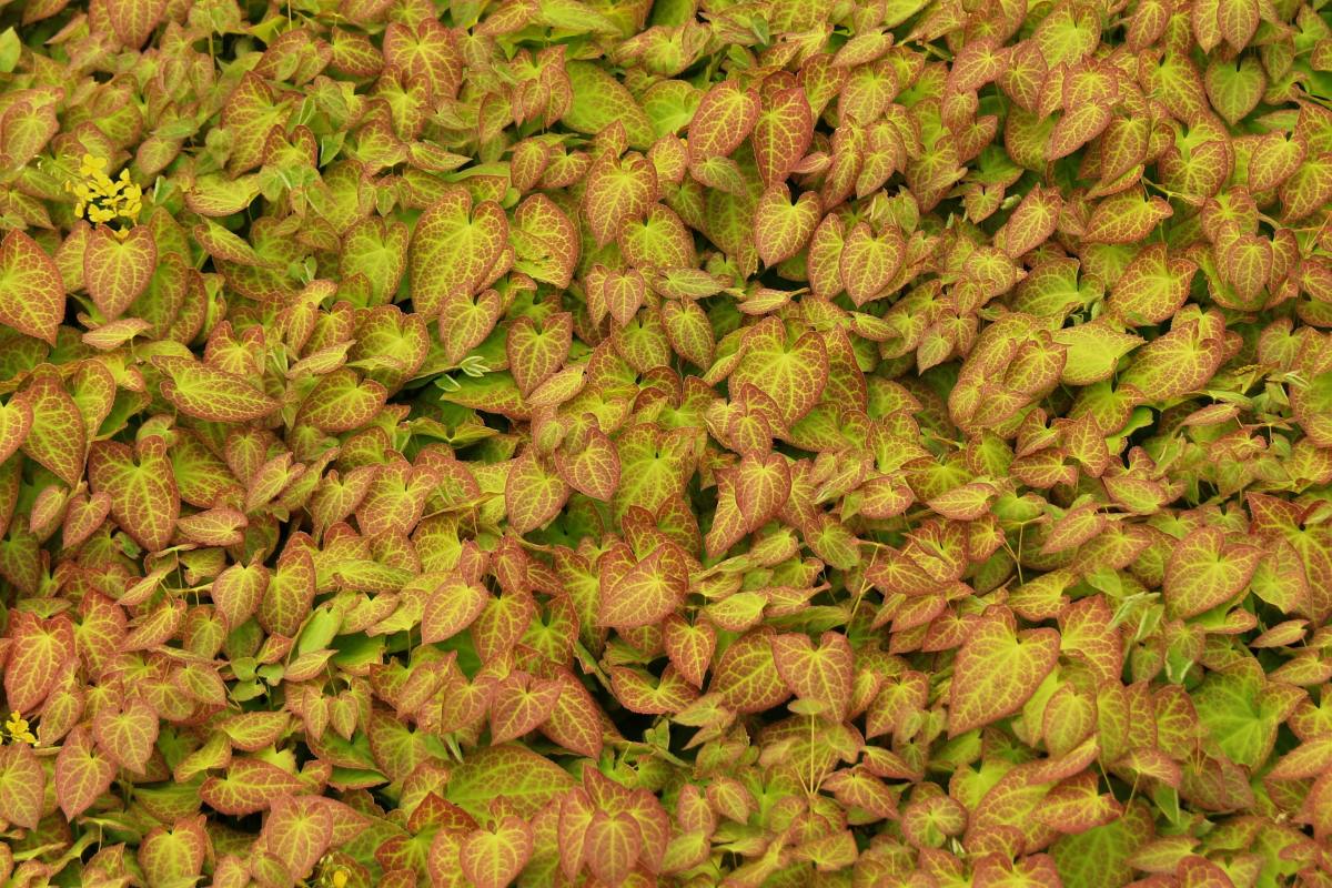 Close-up shot of leaves, Photo Credit: Pexels