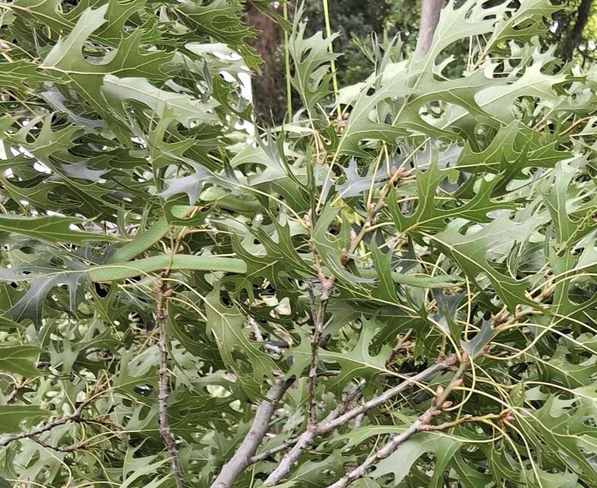 A hidden snake among leaves in a tree, Photo Credit: Reddit