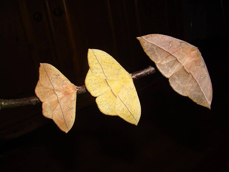 Adult forms of Lonomia electra, Photo Credit: Bart Coppens/Facebook