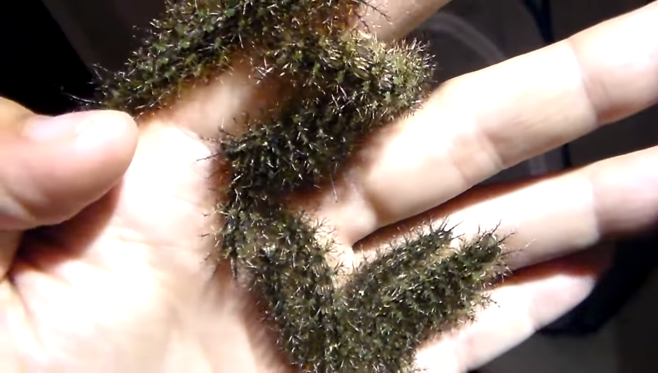 A group of Assasin caterpillars in someone's hand, Photo Credit: Bart Coppens/Youtube
