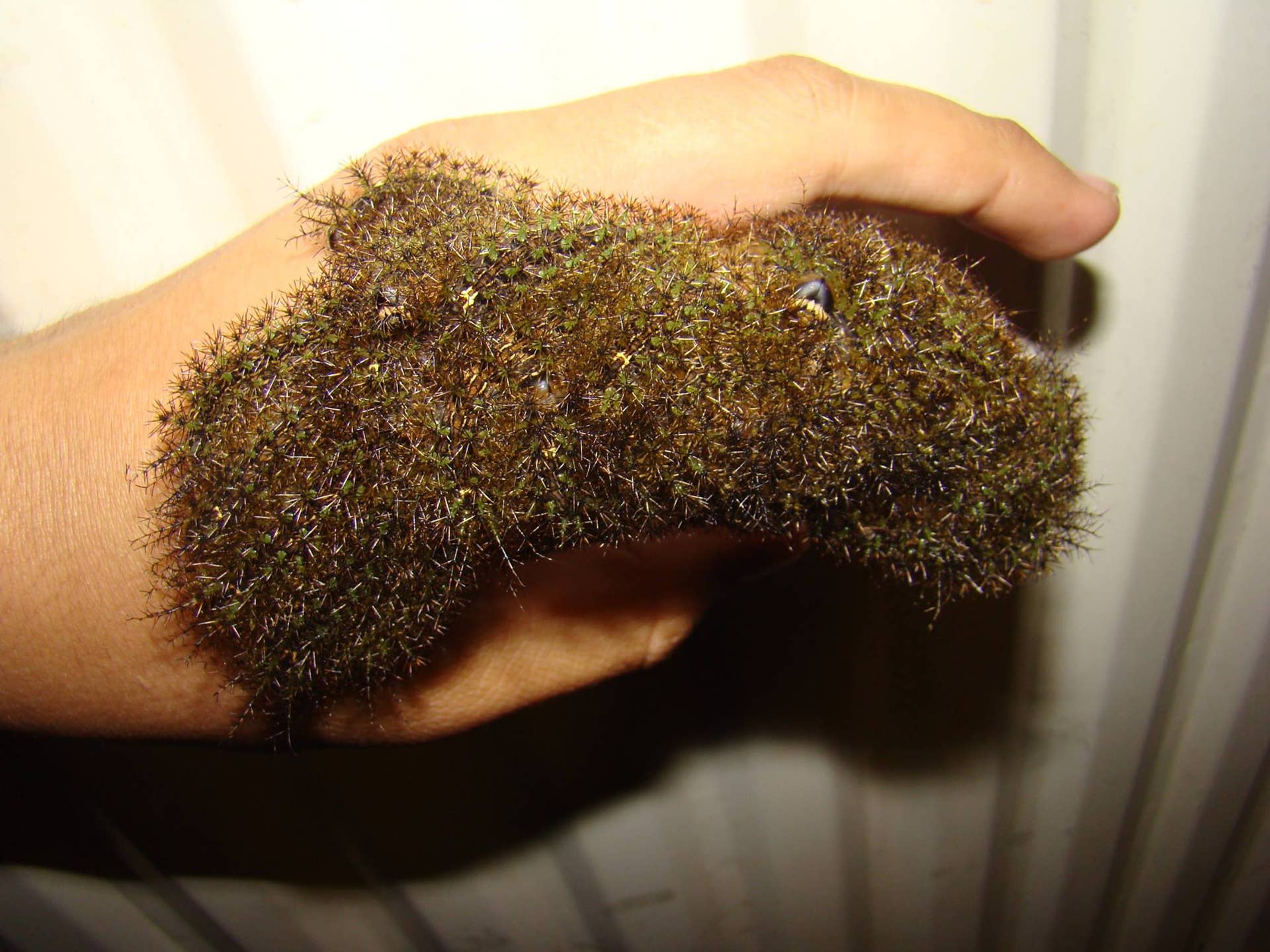 A group of Assasin caterpillars in someone's hand, Photo Credit: Bart Coppens/Facebook