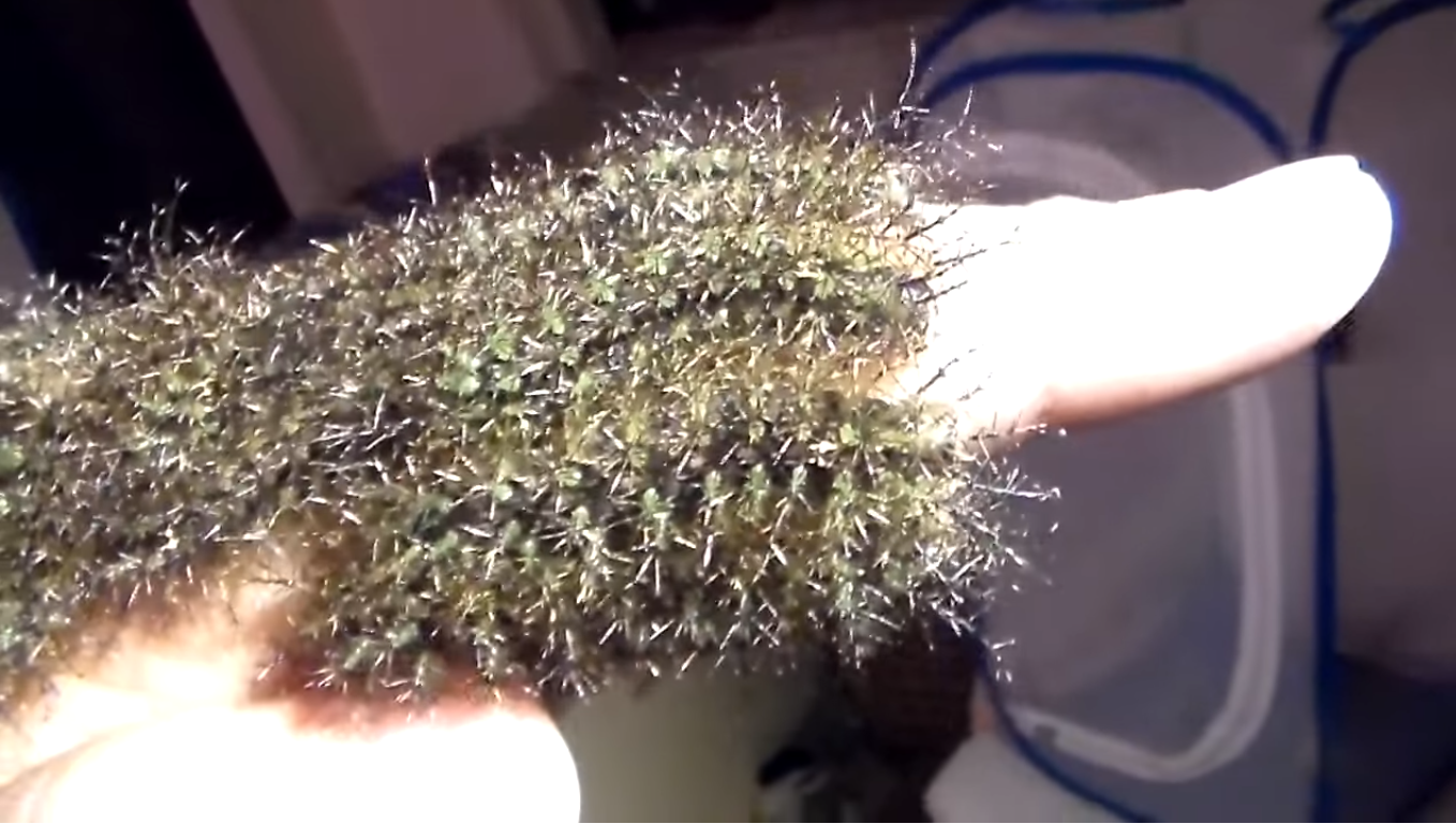 A group of Assasin caterpillars in someone's hand, Photo Credit: Bart Coppens/Youtube