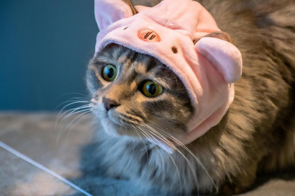 A cat Wearing a Pink Piggy Hat, Photo Credit: Pexels