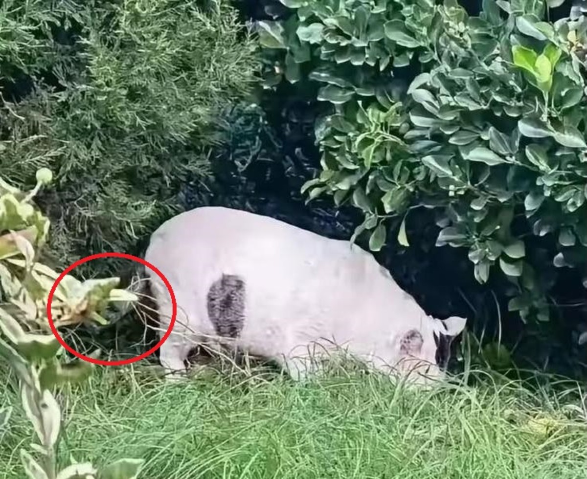 An optical illusion featuring a cat or pig, Photo Credit: Reddit
