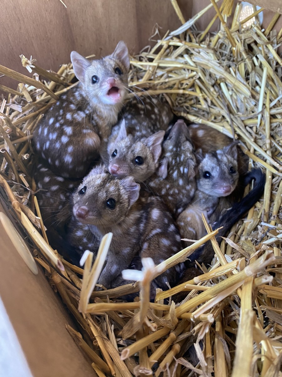 Photo Credit: Australian Wildlife Conservancy/Facebook