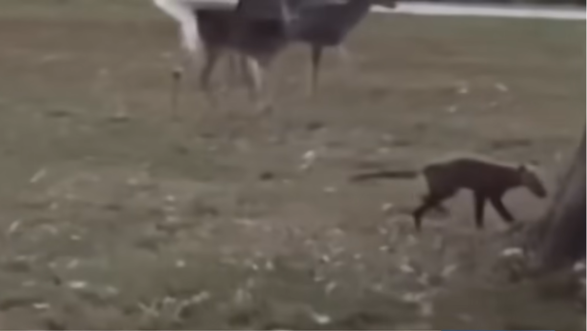 The mystery animal's silhouette visible from inside a car driving by, Photo Credit: WSAZ NewsChannel 3/Youtube