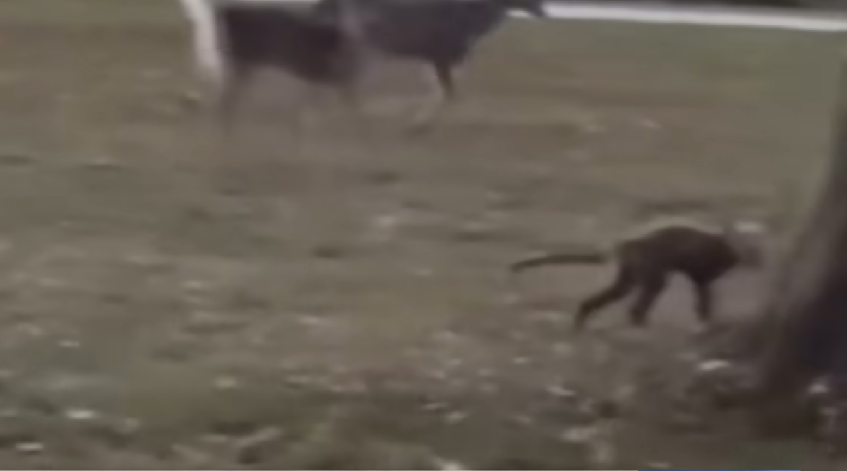 The mystery animal's silhouette visible from inside a car driving by, Photo Credit: WSAZ NewsChannel 3/Youtube