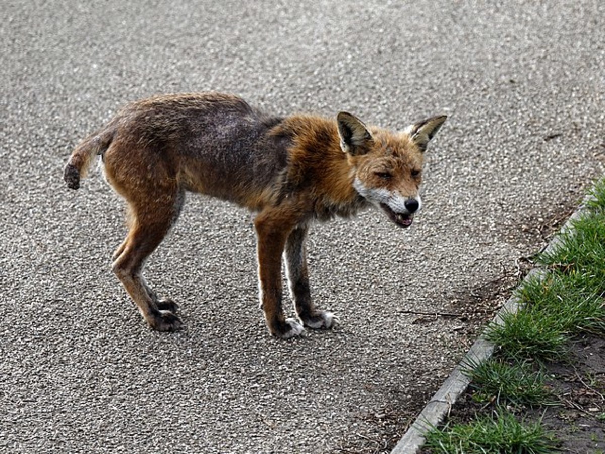 A fox on a walking path (for illustrative purposes), Photo Credit: Wikimedia