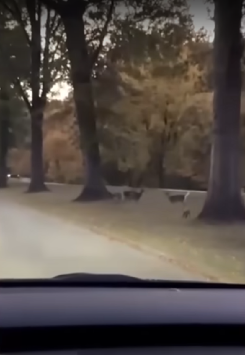 The mystery animal's silhouette visible from inside a car driving by, Photo Credit: WSAZ NewsChannel 3/Youtube