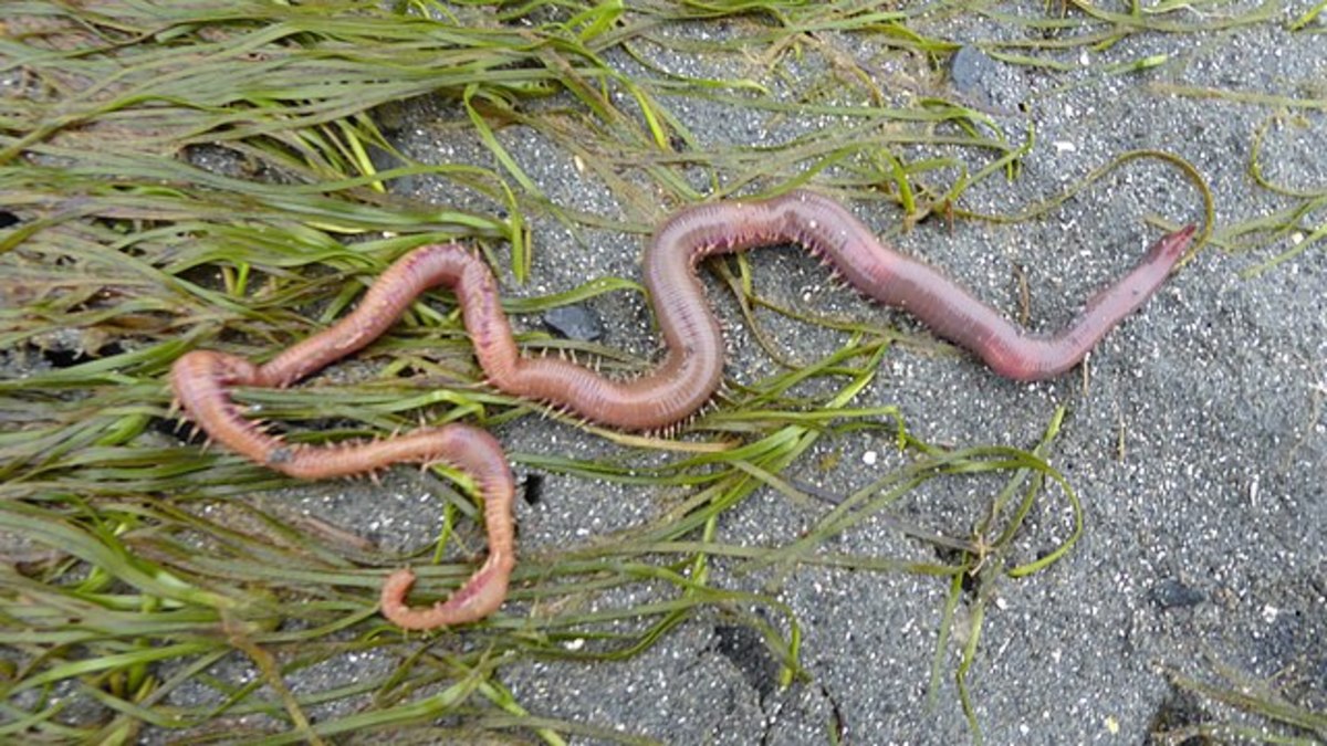 A bloodworm resting on top of some seaweed on the beach, Photo Credit: Wikimedia