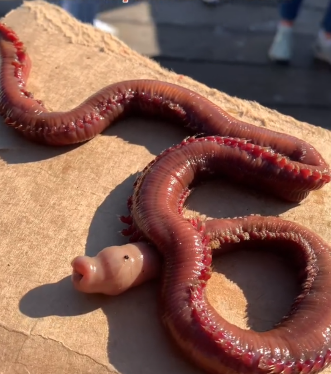 Closeup shot of a bloodworm on top of cardboard, Photo Credit: monterey_bay_whale_watch/Instagram