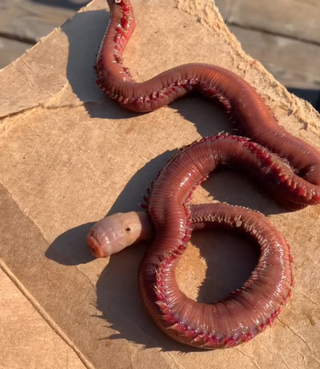 Closeup shot of a bloodworm on top of cardboard, Photo Credit: monterey_bay_whale_watch/Instagram