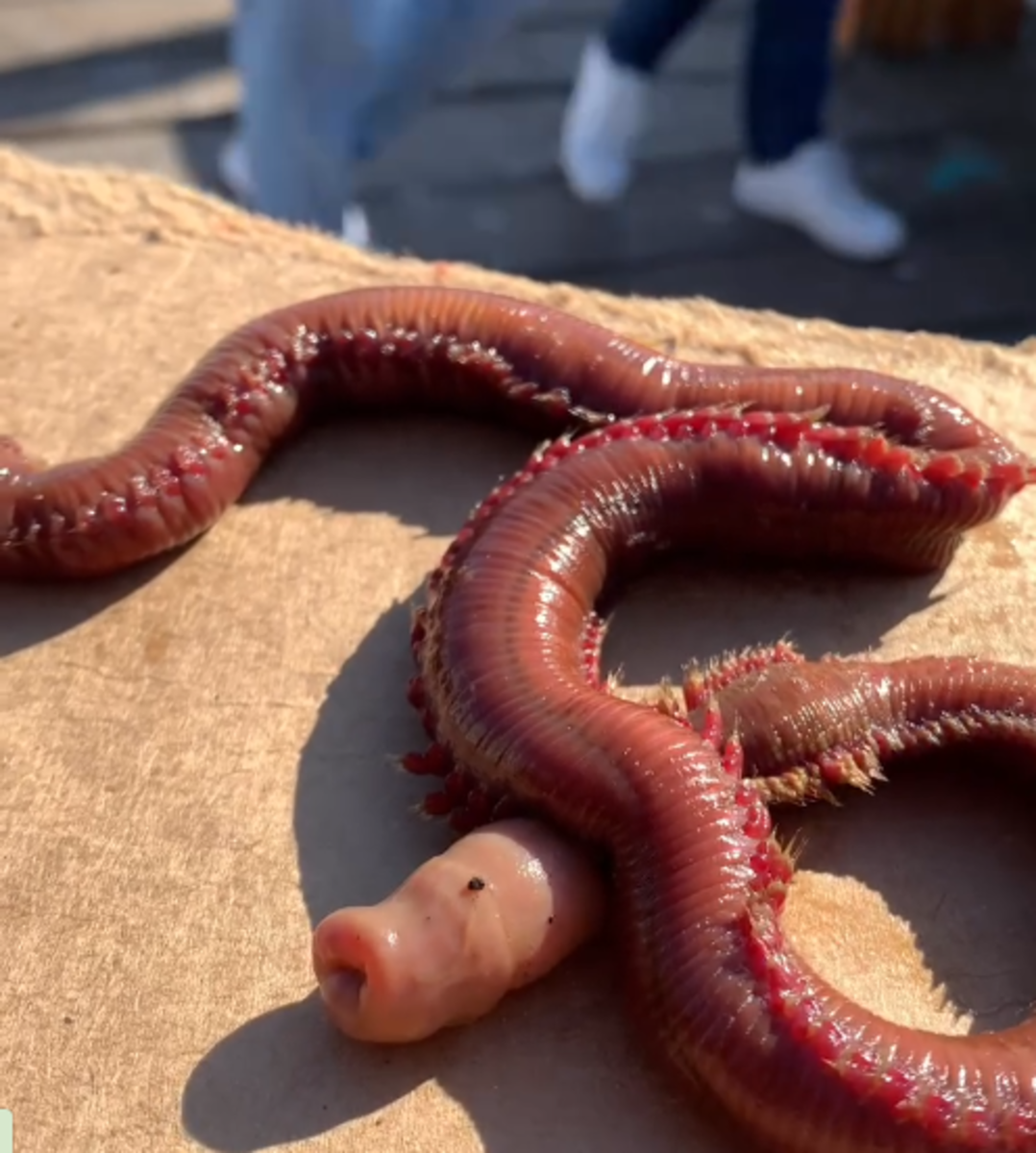 Closeup shot of a bloodworm on top of cardboard, Photo Credit: monterey_bay_whale_watch/Instagram
