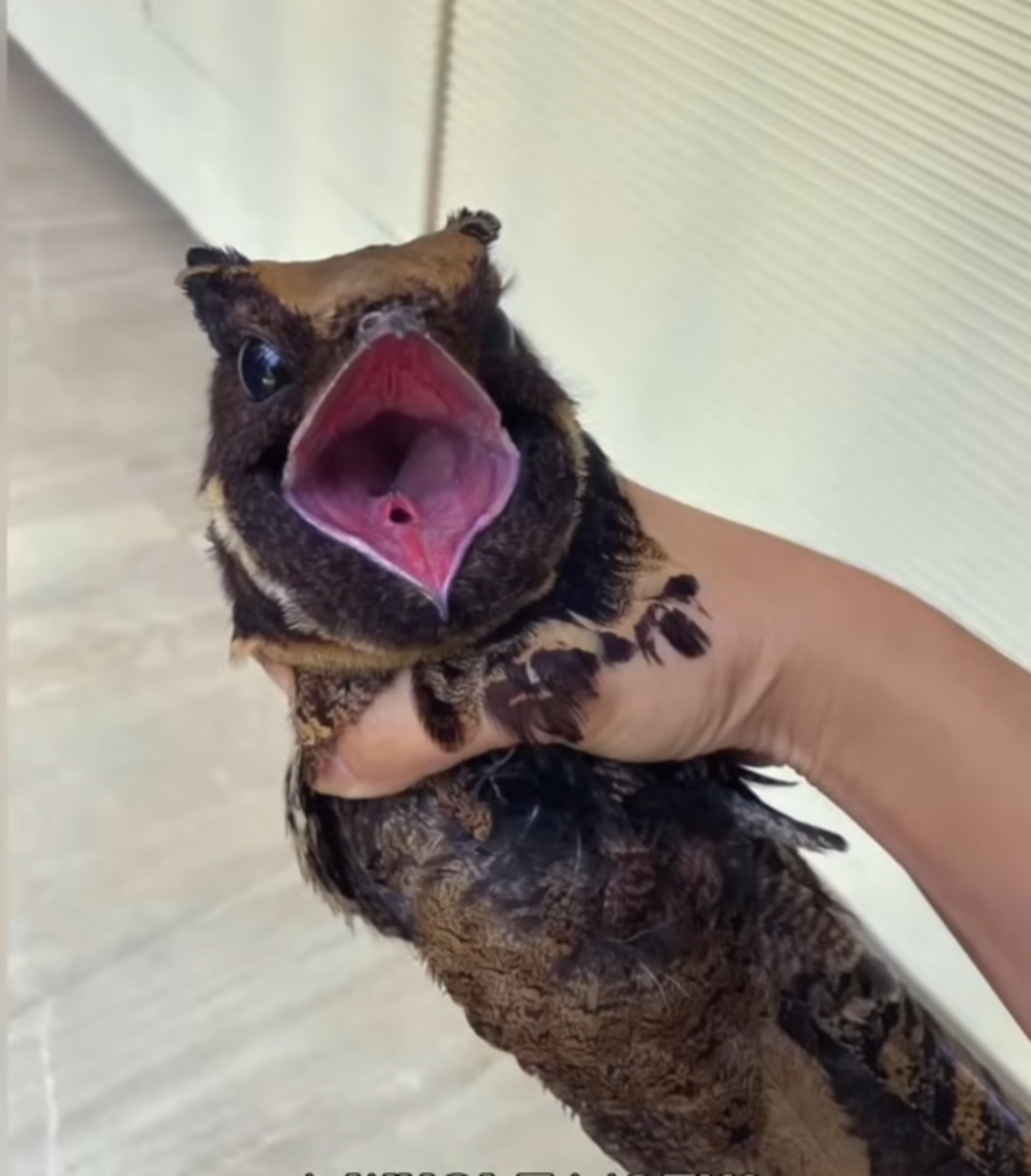 Someone holding a Nightjar bird, Photo Credit: 1 Minute Animals/Youtube