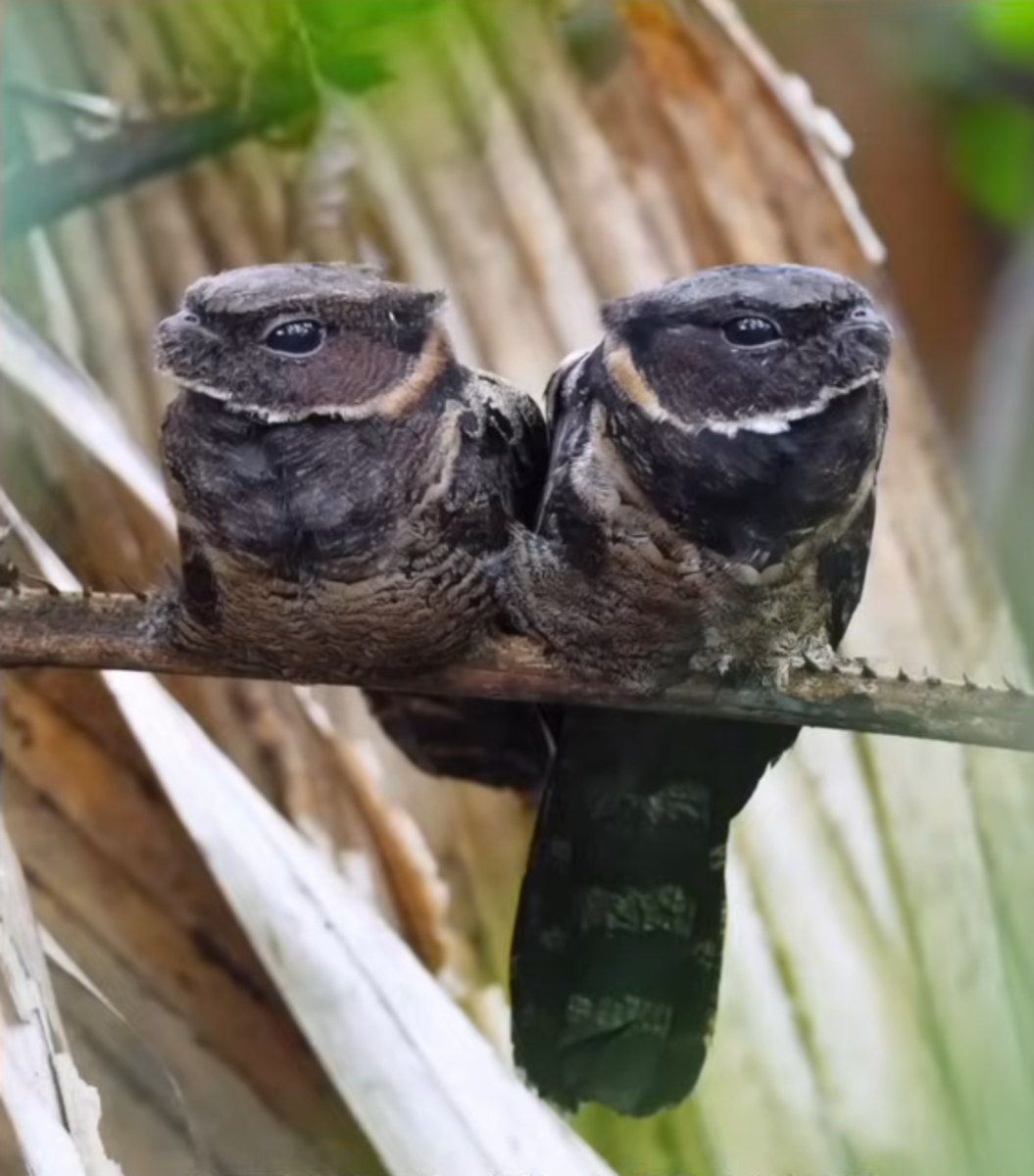 Two Nightjar birds perched on a branch side by side, Photo Credit: 1 Minute Animals/Youtube