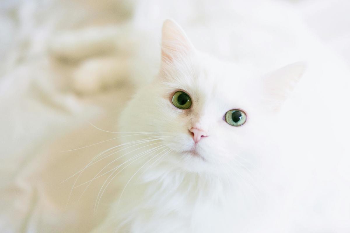 A long fur white cat, Photo Credit: Pexels