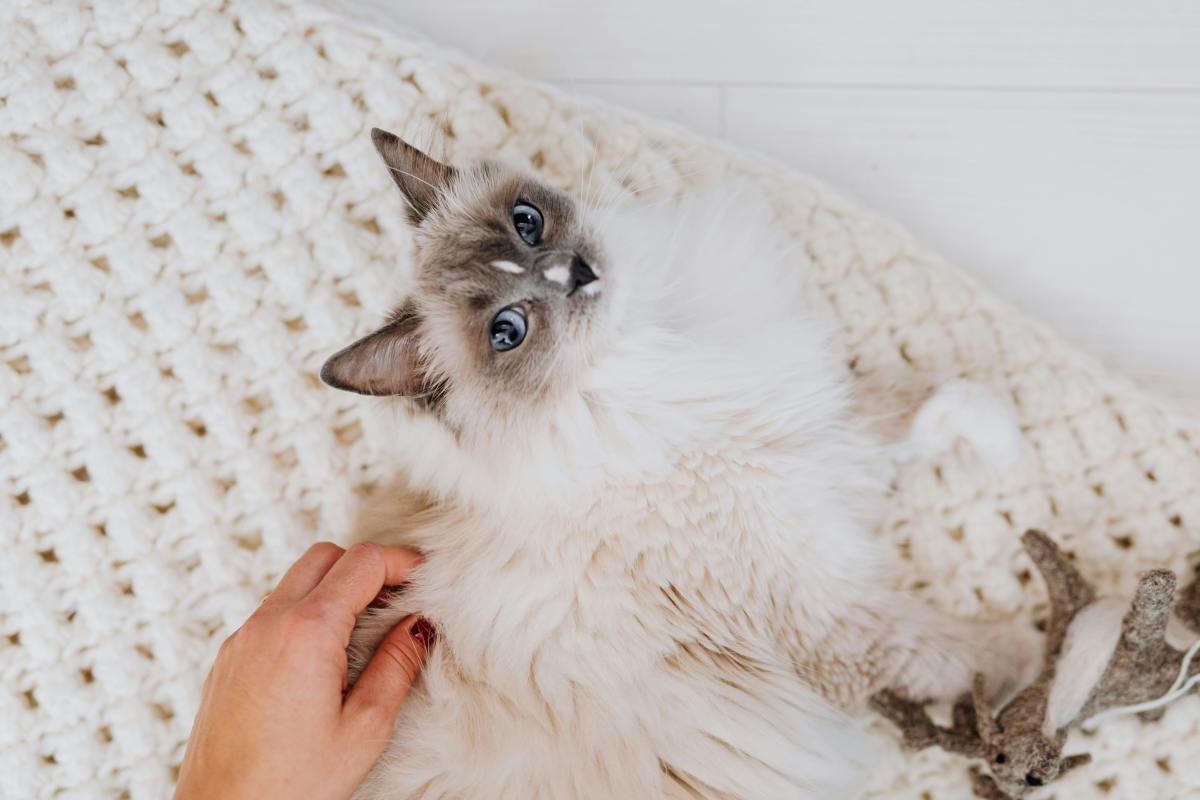 A white cat lying on the floor, Photo Credit: Pexels