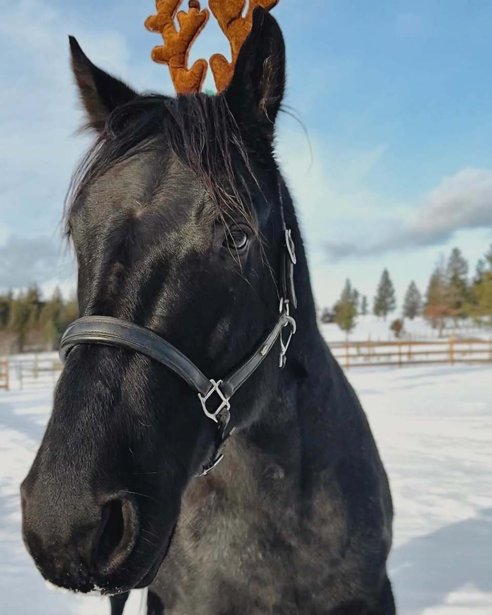 A black horse wearing a reindeer headband, Photo Credit: rudniktheroan/Instagram