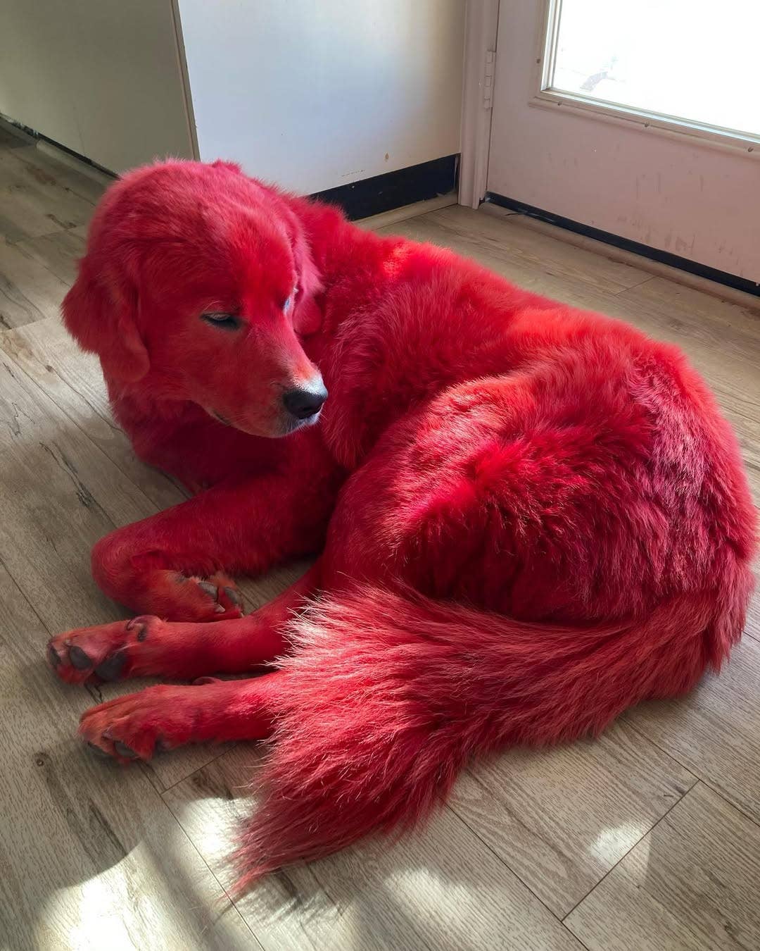 Un perro rojo tirado en el suelo. Crédito de la foto: danthebigreddog/Instagram