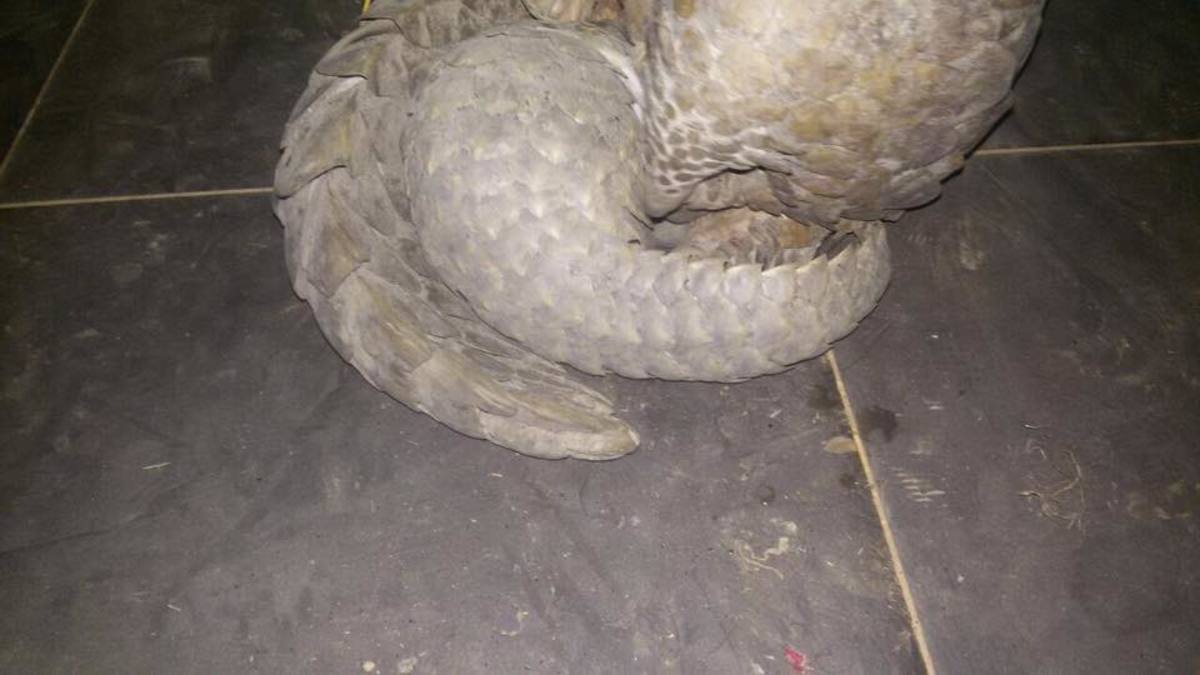 A Mother and baby Pangolin rescued from poachers, Photo Credit: WCP Zambia/Facebook