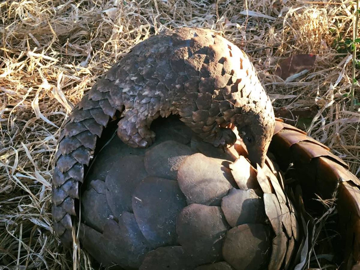 Mother and baby Pangolin on the ground, Photo Credit: WCP Zambia/Facebook