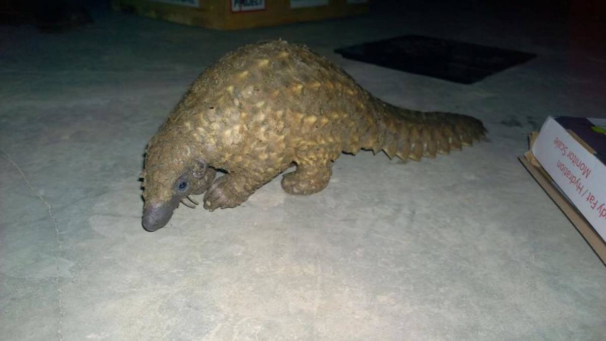 A Pangolin rescued from poachers, Photo Credit: WCP Zambia/Facebook