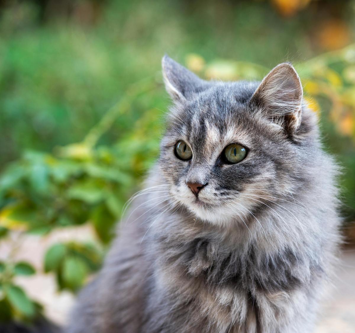 A gray cat sitting outside, Photo Credit: Pexels