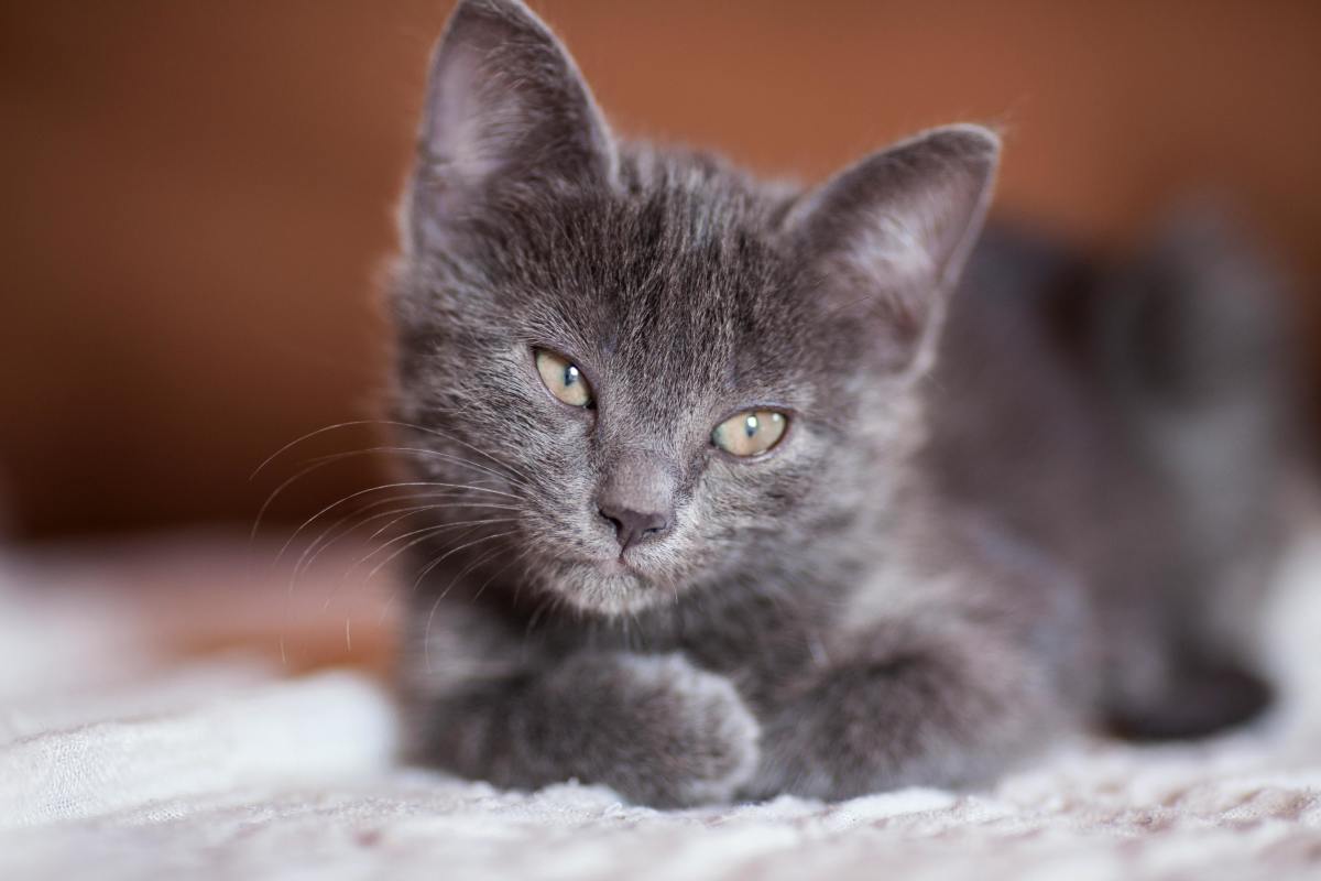 Close-up photo of a gray kitten; Photo Credit: Pexels