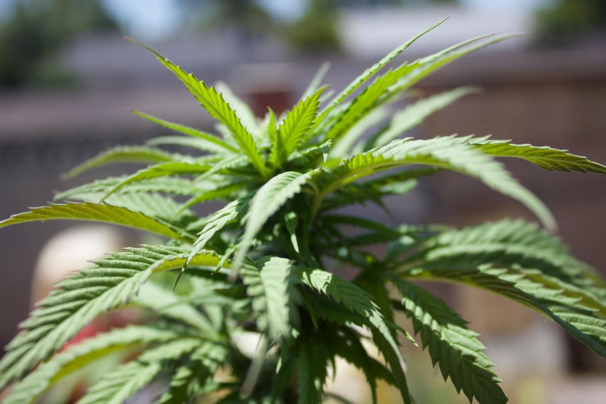 Close-up of Cannabis Plant Leaves Outdoors, Photo Credit: Pexels